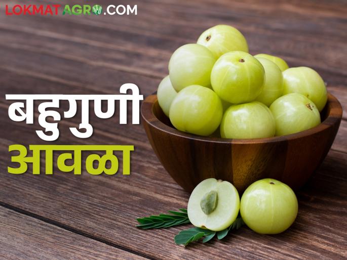 Do you know these benefits of amla, including gallstones and gallstones? | रोज खा आवळा, आजारांना पळवा, पित्तनाशनासह आवळ्याचे हे फायदे तुम्हाला माहिती आहेत? Do you know these benefits of amla, including gallstones and gallstones? | रोज खा आवळा, आजारांना पळवा, पित्तनाशनासह आवळ्याचे हे फायदे तुम्हाला माहिती आहेत?