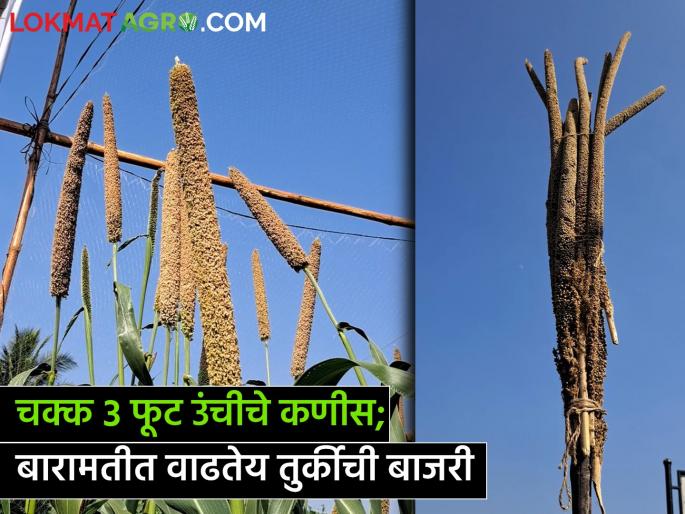 Turkish millet growing in Baramati someshwar Production is almost three times higher kvk baramati | बारामतीत वाढतेय तुर्कीची बाजरी; उत्पादन तब्बल तीन पटीने जास्त