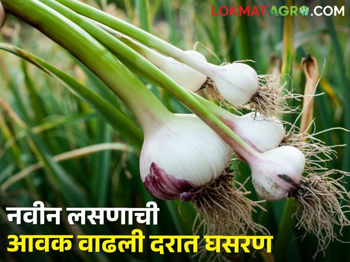 Garlic price reduced from Rs 300 to Rs 150 per kg | लसणाच्या दरात घसरण ३०० रुपयांवरून दर १५० रुपये प्रती किलो Garlic price reduced from Rs 300 to Rs 150 per kg | लसणाच्या दरात घसरण ३०० रुपयांवरून दर १५० रुपये प्रती किलो