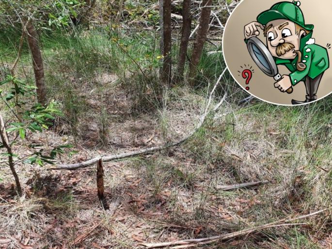 Snake hidden in this picture has not been found for a year, can you spot? | चॅलेंज! कधीपासूनचा सापडत नाहीये या फोटोत लपलेला साप, तुमची नजर तीक्ष्ण असेल तर शोधून दाखवा! Snake hidden in this picture has not been found for a year, can you spot? | चॅलेंज! कधीपासूनचा सापडत नाहीये या फोटोत लपलेला साप, तुमची नजर तीक्ष्ण असेल तर शोधून दाखवा!