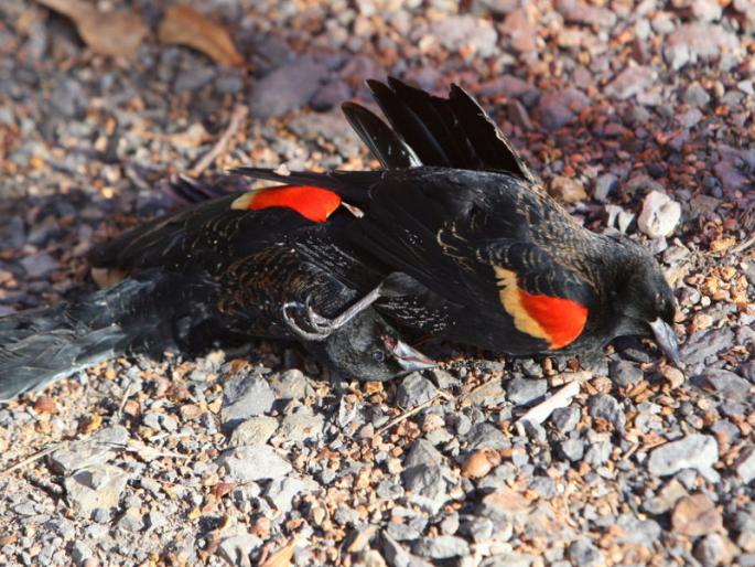 Your fun is a punishment for them | तुमची मजा त्यांच्यासाठी ठरते सजा Your fun is a punishment for them | तुमची मजा त्यांच्यासाठी ठरते सजा