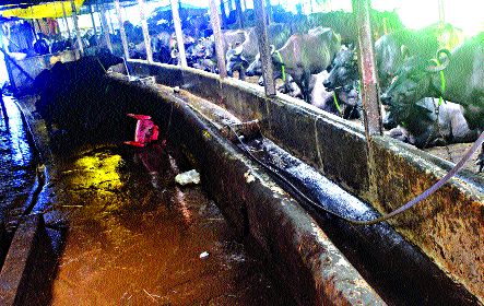 Move buffalo; Then it will get security | म्हशींना हलवा; मगच बंदोबस्त मिळेल