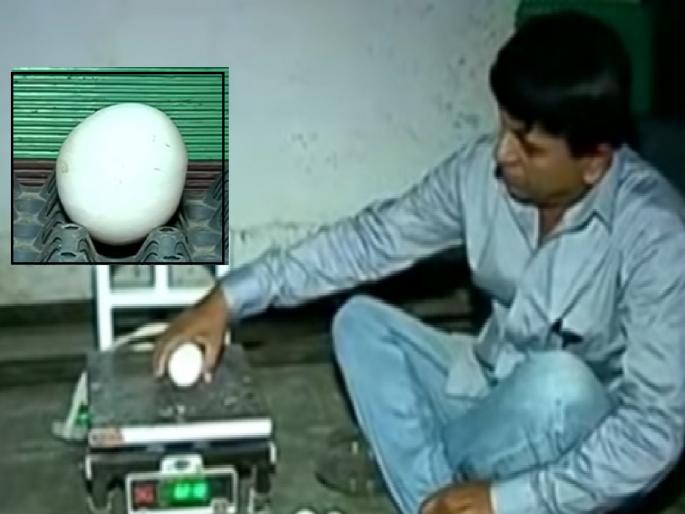 A very large chicken egg found in Kolhapur, claimed to be the largest egg in the country | कोल्हापुरात सापडले कोंबडीचे भले मोठे अंडे, देशातील सर्वात मोठे अंडे असल्याचा दावा A very large chicken egg found in Kolhapur, claimed to be the largest egg in the country | कोल्हापुरात सापडले कोंबडीचे भले मोठे अंडे, देशातील सर्वात मोठे अंडे असल्याचा दावा
