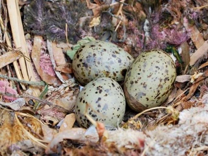 Bird Eggs communicate to each other says research | बाबो! अंडी एकमेकांशी बोलतात म्हणे, रिसर्चमधून आश्चर्यजनक खुलासा... Bird Eggs communicate to each other says research | बाबो! अंडी एकमेकांशी बोलतात म्हणे, रिसर्चमधून आश्चर्यजनक खुलासा...