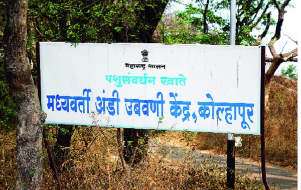 Millions of eggs in the incubator center: Puppies, egg sales | अंडी उबवणी केंद्रात लाखोंचा ढपला : पिल्ले, अंडी विक्री Millions of eggs in the incubator center: Puppies, egg sales | अंडी उबवणी केंद्रात लाखोंचा ढपला : पिल्ले, अंडी विक्री