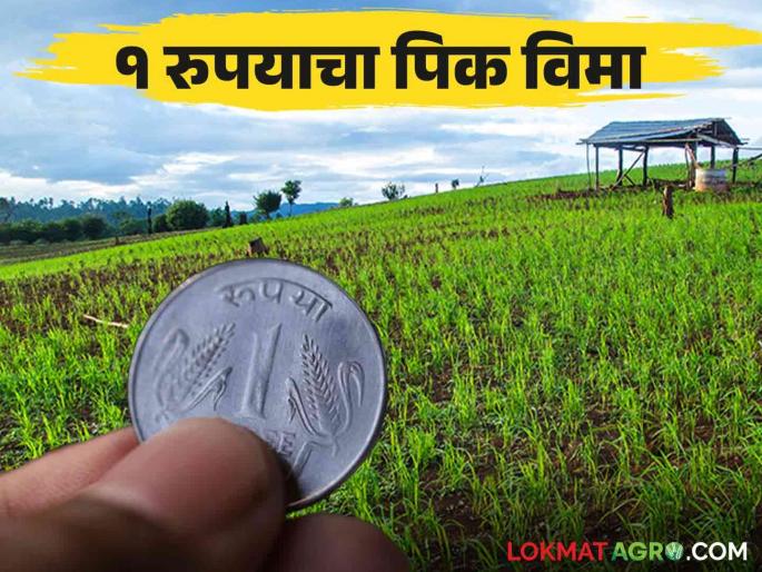 Rabi Pik Vima : If thousands are spent on crops take out crop insurance for 1 rupee | Rabi Pik Vima : पिकांसाठी हजारोंचा खर्च होतोय तेवढा १ रुपयाचा पिक विमा काढा की Rabi Pik Vima : If thousands are spent on crops take out crop insurance for 1 rupee | Rabi Pik Vima : पिकांसाठी हजारोंचा खर्च होतोय तेवढा १ रुपयाचा पिक विमा काढा की