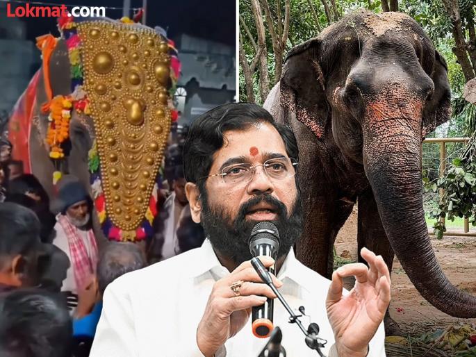 deputy cm eknath shinde big reaction on vantara madhuri mahadevi elephant case | “जनभावनेचा आदर करणारे हे सरकार, आम्ही...”; ‘महादेवी’ परतण्याबाबत एकनाथ शिंदेचे मोठे विधान