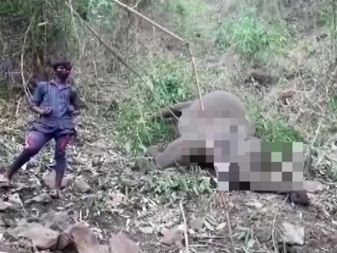Heartbreaker! 18 elephants found dead in Assam’s Nagaon due to electrocution caused by lightning | हृदयद्रावक! आसामच्या जंगलात आभाळ कोसळले; वीज पडून १८ हत्तींचा मृत्यू Heartbreaker! 18 elephants found dead in Assam’s Nagaon due to electrocution caused by lightning | हृदयद्रावक! आसामच्या जंगलात आभाळ कोसळले; वीज पडून १८ हत्तींचा मृत्यू