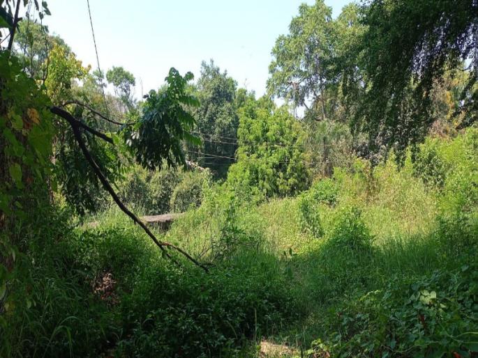 A 14 year old boy was killed by a high voltage power line | उच्च दाब वीज वाहिनीने घेतला १४ वर्षीय मुलाचा जीव A 14 year old boy was killed by a high voltage power line | उच्च दाब वीज वाहिनीने घेतला १४ वर्षीय मुलाचा जीव