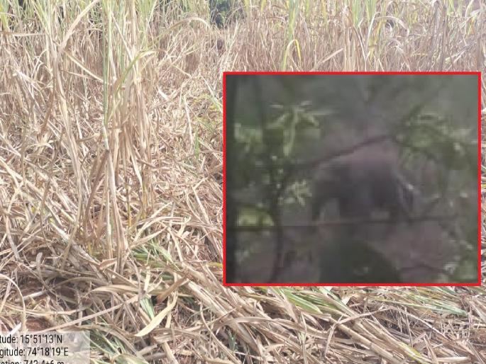 Elephant herds destroyed in Madwale kolhapur district, damage to sugarcane crop; Fear among the villagers | Kolhapur News: माडवळेत हत्तीच्या कळपाचा धुमाकूळ, ऊसशेतीचे नुकसान; ग्रामस्थांमध्ये भीती Elephant herds destroyed in Madwale kolhapur district, damage to sugarcane crop; Fear among the villagers | Kolhapur News: माडवळेत हत्तीच्या कळपाचा धुमाकूळ, ऊसशेतीचे नुकसान; ग्रामस्थांमध्ये भीती
