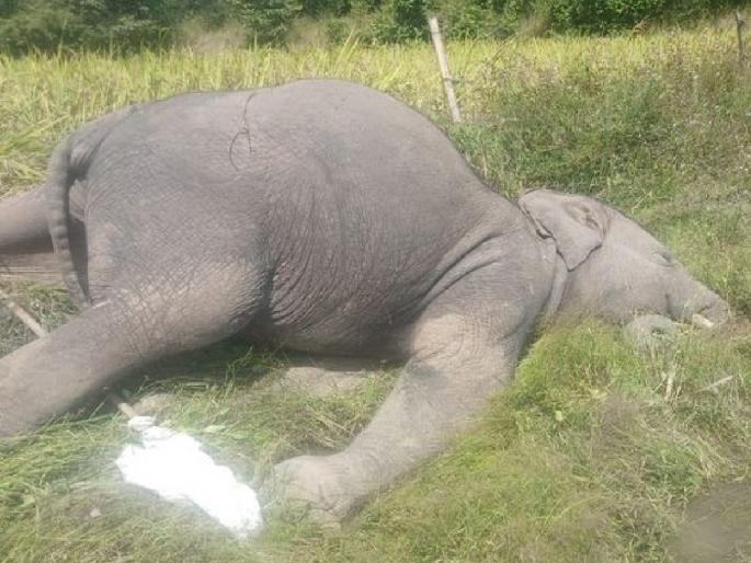 Two wild elephants died of electric shock in Sulegali Khanapur taluka Belgaum | विजेचा धक्का बसून दोन हत्ती ठार, सौर कुंपणावर वीजवाहिनी पडल्याने घडली दुर्घटना