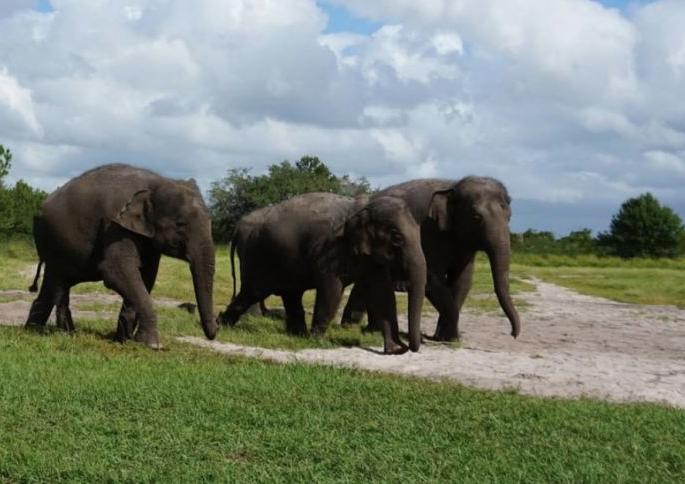 Do elephants like tempting liquor? .. This is the experience of the citizens of Gadchiroli! | हत्तींना मोहाची दारू आवडते?.. गडचिरोलीतील नागरिकांचा 'हा' आहे अनुभव ! Do elephants like tempting liquor? .. This is the experience of the citizens of Gadchiroli! | हत्तींना मोहाची दारू आवडते?.. गडचिरोलीतील नागरिकांचा 'हा' आहे अनुभव !