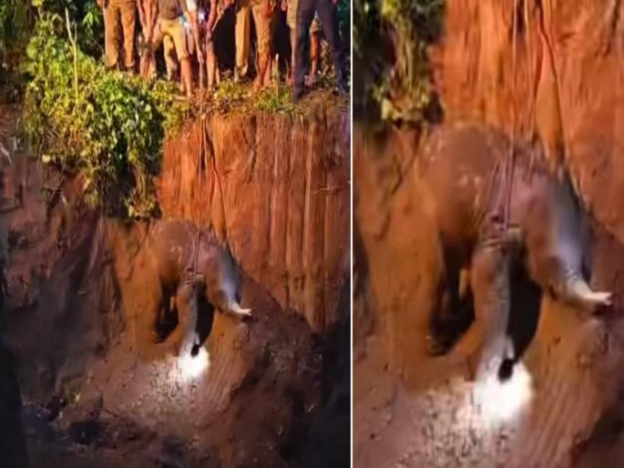 Viral video : Rescue team came in midnight to save baby elephant | Viral Video: दरीत पडलेल्या हत्तीच्या पिल्ल्याला वाचवण्यासाठी अर्ध्या रात्री आली रेस्क्यू टीम आणि मग... Viral video : Rescue team came in midnight to save baby elephant | Viral Video: दरीत पडलेल्या हत्तीच्या पिल्ल्याला वाचवण्यासाठी अर्ध्या रात्री आली रेस्क्यू टीम आणि मग...