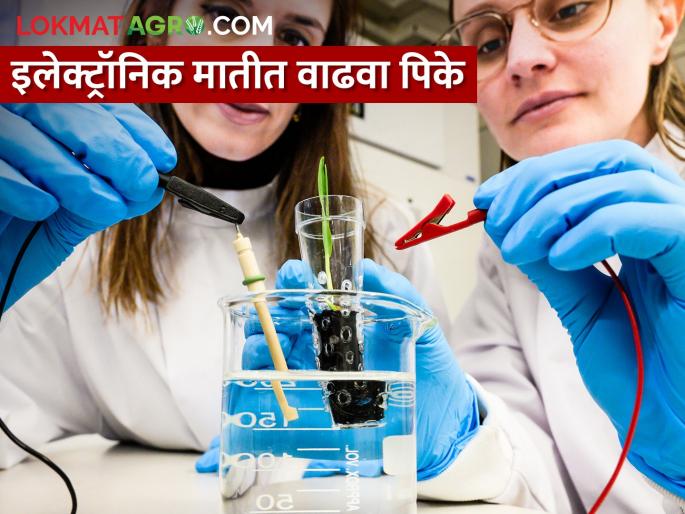good news for farmers crops will grow rapidly unique research developed electronic soil | शेतकऱ्यांसाठी खूशखबर.. पिकं वाढतील झपाझप; विकसित केली ‘इलेक्ट्रॉनिक माती’ good news for farmers crops will grow rapidly unique research developed electronic soil | शेतकऱ्यांसाठी खूशखबर.. पिकं वाढतील झपाझप; विकसित केली ‘इलेक्ट्रॉनिक माती’