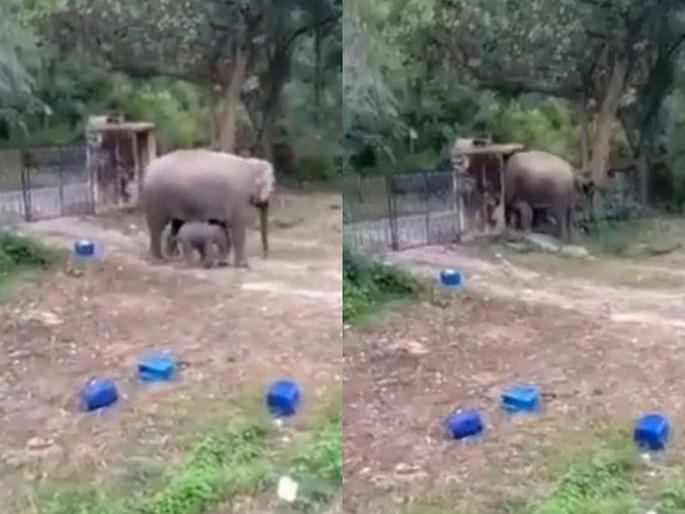 Watch viral video of elephant and its calf broke a walled construction | Video : आपल्या पिल्लासह कैद झाली होती हत्तीण, बघा भिंत तोडून कशी करून घेतली सुटका! Watch viral video of elephant and its calf broke a walled construction | Video : आपल्या पिल्लासह कैद झाली होती हत्तीण, बघा भिंत तोडून कशी करून घेतली सुटका!