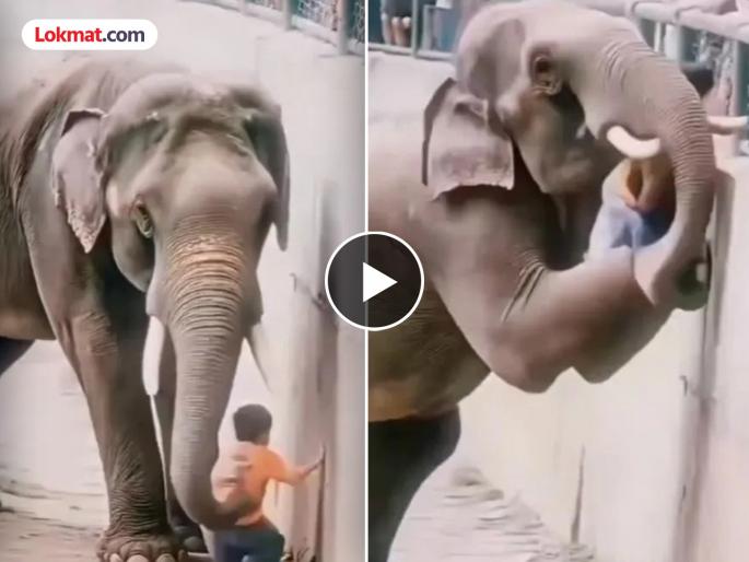 Video: A child accidentally fell into an elephant's cage; elephant save his life, video viral | Video: हृदयस्पर्शी! हत्तीच्या पिंजऱ्यात पडला चिमुकला; गजराजाने जे केले त्यानं सर्वांचीच मने जिंकली Video: A child accidentally fell into an elephant's cage; elephant save his life, video viral | Video: हृदयस्पर्शी! हत्तीच्या पिंजऱ्यात पडला चिमुकला; गजराजाने जे केले त्यानं सर्वांचीच मने जिंकली