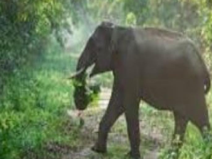 Protect from elephants, Ker-Bhekurli Gram Panchayat request to Forest Department | हत्तींपासून संरक्षण द्या!, केर-भेकुर्ली ग्रामपंचायतीची वनविभागाकडे मागणी