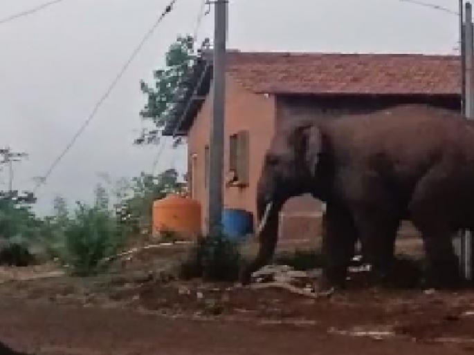 Tusker elephants in Masoli village of Aajra taluka kolhapur district | video: मसोली गावात टस्कर घुसला, कुत्री पाठीमागे लागल्याने मोठ्याने चित्तकारला; ग्रामस्थांमध्ये भितीचे वातावरण Tusker elephants in Masoli village of Aajra taluka kolhapur district | video: मसोली गावात टस्कर घुसला, कुत्री पाठीमागे लागल्याने मोठ्याने चित्तकारला; ग्रामस्थांमध्ये भितीचे वातावरण