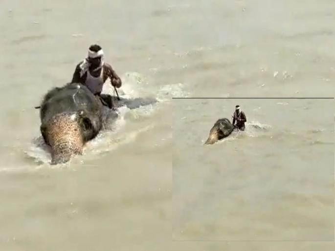 VIDEO: Hathi Mere Saathi! Elephant Saved life of Mahuta | VIDEO: हाथी मेरे साथी, गंगेला आलेल्या महापुरातून मोठ्या शिताफीने वाचवले माहुताचे प्राण VIDEO: Hathi Mere Saathi! Elephant Saved life of Mahuta | VIDEO: हाथी मेरे साथी, गंगेला आलेल्या महापुरातून मोठ्या शिताफीने वाचवले माहुताचे प्राण