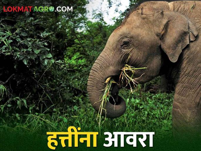 Seeing the damage caused by the elephants, the women farmer fainted in the farm | हत्तींकडून झालेले नुकसान पाहून महिला शेतकरी बागेतच बेशुद्ध Seeing the damage caused by the elephants, the women farmer fainted in the farm | हत्तींकडून झालेले नुकसान पाहून महिला शेतकरी बागेतच बेशुद्ध