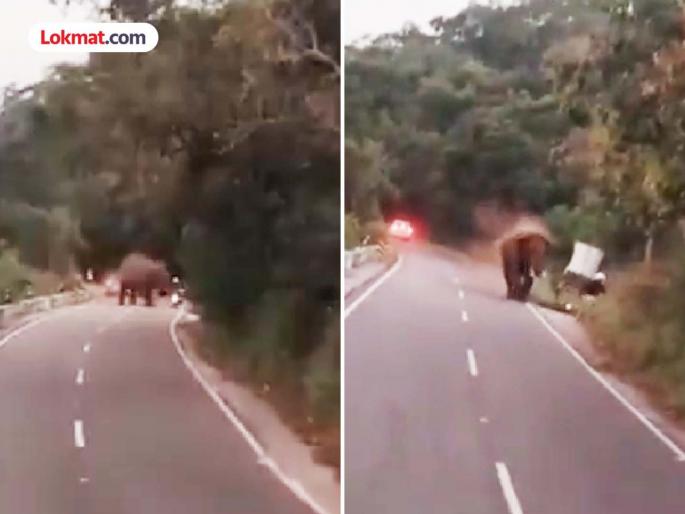 Tamil Nadu German tourist killed in wild elephant attack | बाईकवर फिरण्यासाठी निघालेल्या जर्मन पर्यटकाचा मृत्यू; स्थानिकांचे ऐकलं नाही अन् गमावला जीव Tamil Nadu German tourist killed in wild elephant attack | बाईकवर फिरण्यासाठी निघालेल्या जर्मन पर्यटकाचा मृत्यू; स्थानिकांचे ऐकलं नाही अन् गमावला जीव