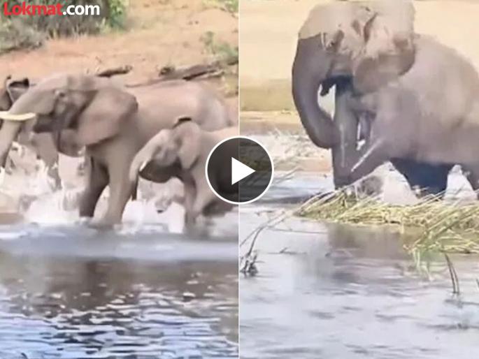 Crocodile tries to eat elephant trunk while drinking water watch video | VIDEO : नदीत पाणी पित असलेल्या हत्तीवर मगरीनं केला हल्ला, २ सेकंदात गजराजानं दिली मात!