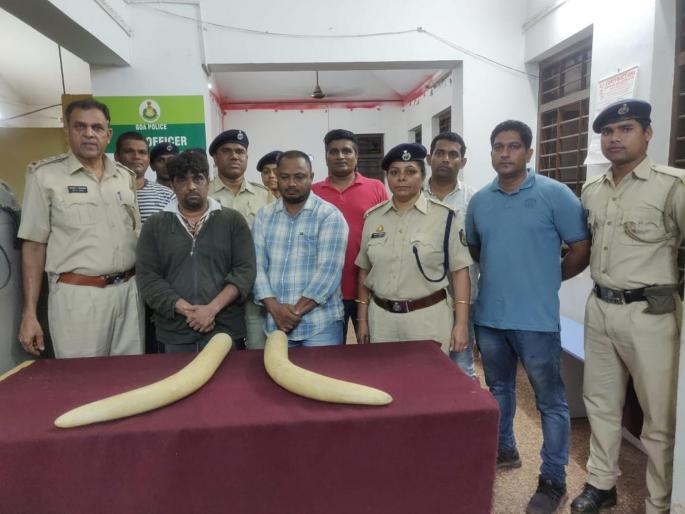 Both of them were arrested in Goa for selling handicrafts | हस्तीदंत विकताना गोव्यात दोघांना अटक Both of them were arrested in Goa for selling handicrafts | हस्तीदंत विकताना गोव्यात दोघांना अटक