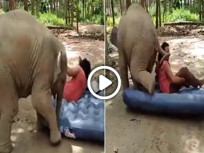 elephant baby funny fight with caretaker goes viral on social media | Viral Video: हत्तीने केअर टेकरला लाथेने तुडवतुडव तुडवले, पण शेवटी आला भयानक ट्वीस्ट elephant baby funny fight with caretaker goes viral on social media | Viral Video: हत्तीने केअर टेकरला लाथेने तुडवतुडव तुडवले, पण शेवटी आला भयानक ट्वीस्ट