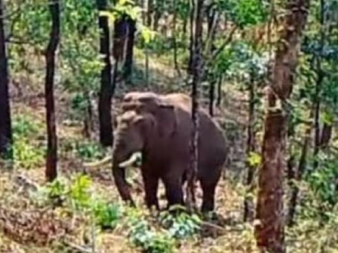 Elephant capture campaign ordered Guardian Minister Nitesh Rane keeps his word | ..अखेर करून दाखवलंच; पालकमंत्री आसाचो तर असो, हत्तीबाधितांमधून उमटताहेत प्रतिक्रिया Elephant capture campaign ordered Guardian Minister Nitesh Rane keeps his word | ..अखेर करून दाखवलंच; पालकमंत्री आसाचो तर असो, हत्तीबाधितांमधून उमटताहेत प्रतिक्रिया