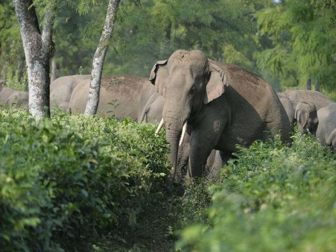 Elephant killed two in Telangana, forest department alert in border areas | तेलंगणात जाऊन हत्तीने घेतले दोघांचे बळी, सीमावर्ती भागात वनविभागाचा अलर्ट Elephant killed two in Telangana, forest department alert in border areas | तेलंगणात जाऊन हत्तीने घेतले दोघांचे बळी, सीमावर्ती भागात वनविभागाचा अलर्ट