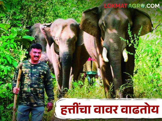 A unique experiment in Kolhapur to reduce conflict between elephants and farmers | Maharashtra Elephant हत्ती व शेतकऱ्यांमधील संघर्ष कमी करण्यासाठी कोल्हापुरात अनोखा प्रयोग A unique experiment in Kolhapur to reduce conflict between elephants and farmers | Maharashtra Elephant हत्ती व शेतकऱ्यांमधील संघर्ष कमी करण्यासाठी कोल्हापुरात अनोखा प्रयोग