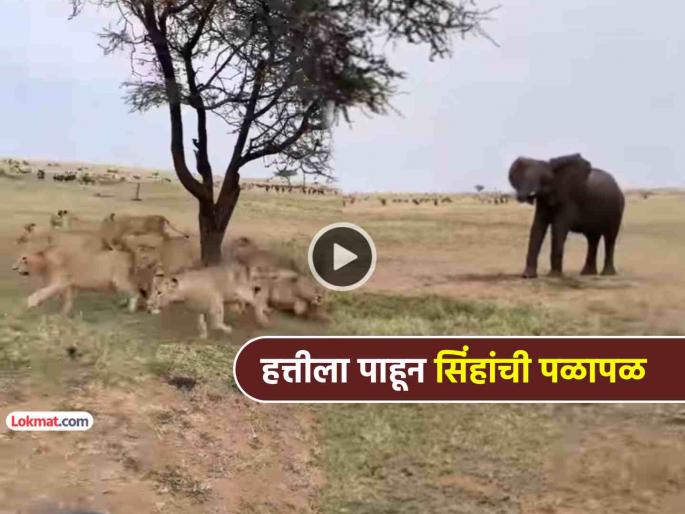 trending video lion group ran away as elephant walks entry see what happen next | Viral Video: हत्तीला पाहून सिंह मंडळींची 'हवा टाइट'... झाडाखाली बसले असताना काय घडलं, पाहा trending video lion group ran away as elephant walks entry see what happen next | Viral Video: हत्तीला पाहून सिंह मंडळींची 'हवा टाइट'... झाडाखाली बसले असताना काय घडलं, पाहा
