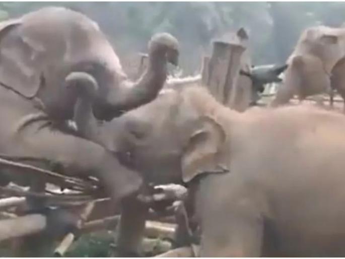 elephant crosses wooden fence to meet friend elephants video goes viral on internet | Viral Video: शांतता अन् संयमाने प्रेमाला जिंकता येतं, हत्तींच्या कळपाने सिद्ध केले हे वाक्य, पाहा व्हिडिओ elephant crosses wooden fence to meet friend elephants video goes viral on internet | Viral Video: शांतता अन् संयमाने प्रेमाला जिंकता येतं, हत्तींच्या कळपाने सिद्ध केले हे वाक्य, पाहा व्हिडिओ