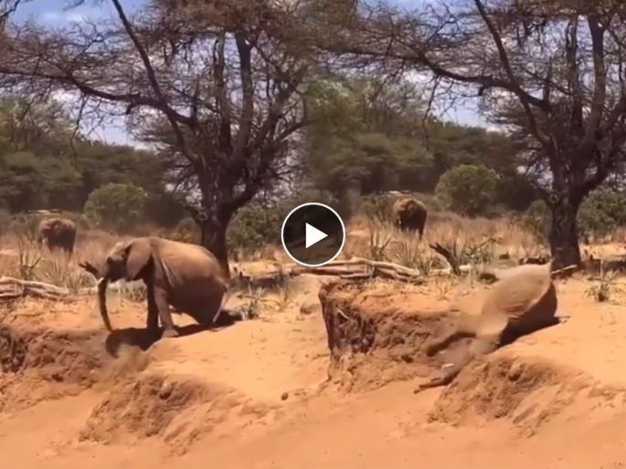 mother elephant tries to teach baby elephant but baby elephant can't copy instead use shortcut funny video goes viral | आईची नक्कल करता करता फजिती झाली छोट्या हत्तीची, पाहा मजेशीर व्हिडिओ mother elephant tries to teach baby elephant but baby elephant can't copy instead use shortcut funny video goes viral | आईची नक्कल करता करता फजिती झाली छोट्या हत्तीची, पाहा मजेशीर व्हिडिओ
