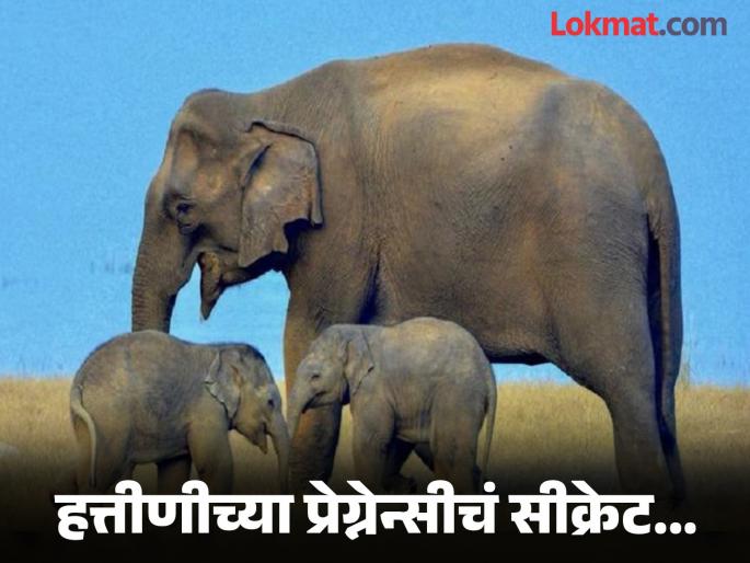 How many months does an elephant give birth | हत्तीण आपल्या पिल्ल्याला किती महिन्यांनी देते जन्म? प्रेग्नेन्सीचा कालावधी वाचाल तर व्हाल अवाक् How many months does an elephant give birth | हत्तीण आपल्या पिल्ल्याला किती महिन्यांनी देते जन्म? प्रेग्नेन्सीचा कालावधी वाचाल तर व्हाल अवाक्