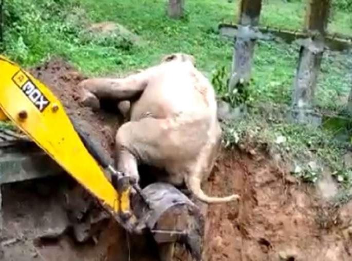 elephant rescue operation video in coorg,karanataka;went viral on social media | video : जेसीबीनं खड्ड्यात पडलेल्या हत्तीला वाचवलं, बाहेर आल्यानंतर त्यानं जे केलं ते पाहाच elephant rescue operation video in coorg,karanataka;went viral on social media | video : जेसीबीनं खड्ड्यात पडलेल्या हत्तीला वाचवलं, बाहेर आल्यानंतर त्यानं जे केलं ते पाहाच