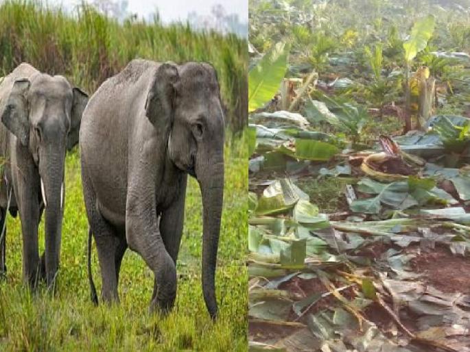 A herd of four elephants destroyed banana, betel nut and coconut plantations in Morle Sindhudurg | Sindhudurg: मोर्लेत हत्तींकडून बागायती उद्ध्वस्त, लाखोंचे नुकसान A herd of four elephants destroyed banana, betel nut and coconut plantations in Morle Sindhudurg | Sindhudurg: मोर्लेत हत्तींकडून बागायती उद्ध्वस्त, लाखोंचे नुकसान