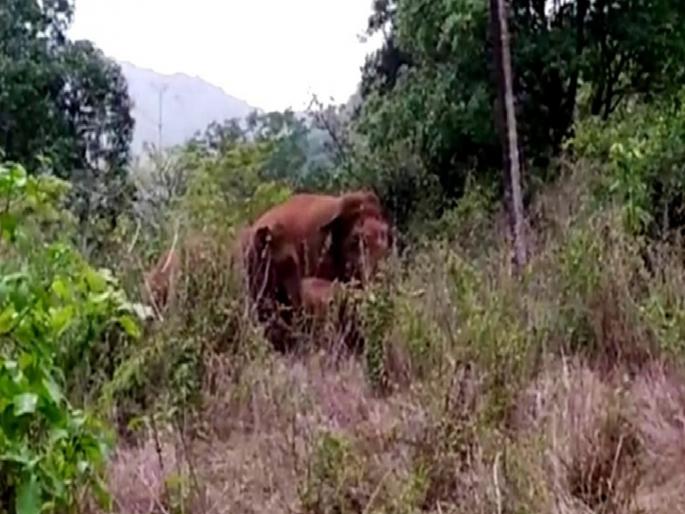 Encroachment of wild elephants into human settlements, damage to orchards; An atmosphere of fear among farmers | जंगली हत्तींची लोकवस्तीत घुसखोरी, फळबागायतींचे नुकसान; शेतकऱ्यांमध्ये भितीचे वातावरण
