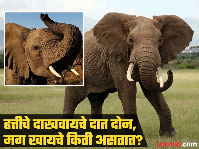 How many teeth does an elephant have for eating | हत्तीला दोनच दात असतात असं वाटत असेल तर चुकताय, मग हत्तीला दात असतात तरी किती? बसणार नाही विश्वास How many teeth does an elephant have for eating | हत्तीला दोनच दात असतात असं वाटत असेल तर चुकताय, मग हत्तीला दात असतात तरी किती? बसणार नाही विश्वास