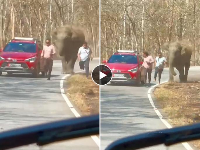 angry elephant attacked on two people while click selfie narrowly in kerla bandipur forest video goes viral on social media | सेल्फी पडला महागात, हत्ती मागे लागल्याने उडाला थरकाप; Video होतोय व्हायरल angry elephant attacked on two people while click selfie narrowly in kerla bandipur forest video goes viral on social media | सेल्फी पडला महागात, हत्ती मागे लागल्याने उडाला थरकाप; Video होतोय व्हायरल
