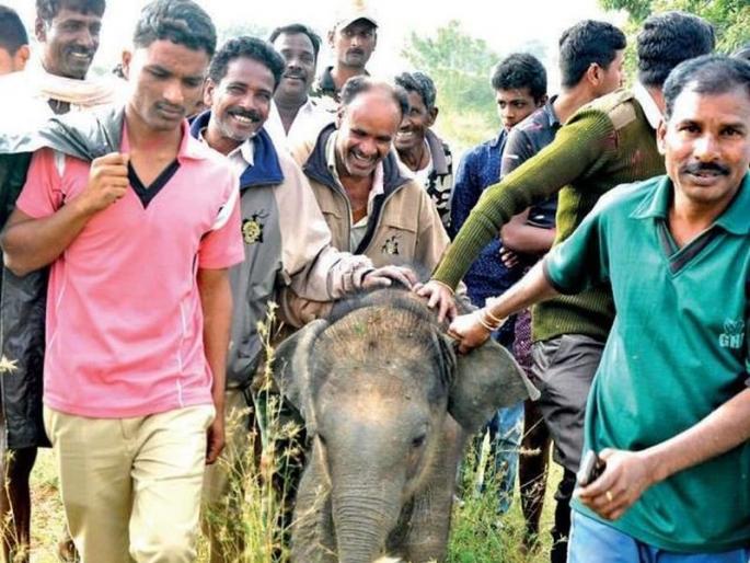 #SHOCKING: baby elephant dead beacause of selfie fad | #SHOCKING : सेल्फीच्या नादात गेला हत्तीच्या पिल्लाचा जीव #SHOCKING: baby elephant dead beacause of selfie fad | #SHOCKING : सेल्फीच्या नादात गेला हत्तीच्या पिल्लाचा जीव