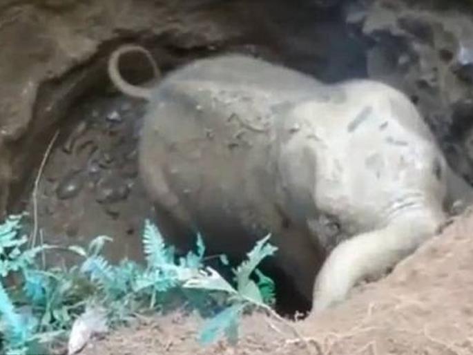 elephants thanked people for helping them | आपल्या पिल्लाला खड्ड्यातून बाहेर काढल्यानंतर हत्तींनी व्यक्त केली कृतज्ञता elephants thanked people for helping them | आपल्या पिल्लाला खड्ड्यातून बाहेर काढल्यानंतर हत्तींनी व्यक्त केली कृतज्ञता