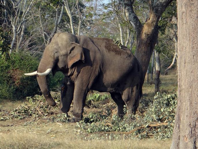 The terror of wild elephants during the harvest season itself; Damage to crop | पीक कापणीच्या हंगामातच रानटी हत्तींची दहशत The terror of wild elephants during the harvest season itself; Damage to crop | पीक कापणीच्या हंगामातच रानटी हत्तींची दहशत