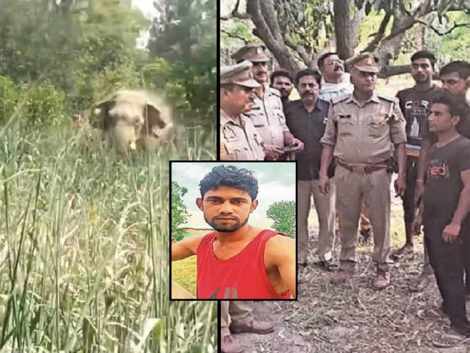 uttar-pradesh-elephant-got-enraged-video-recording-picked-up-young-man-threw-down-and-killed | हत्तीसोबत व्हिडिओ काढणे तरुणाला जीवावर बेतले; सोंडेत पकडून फेकले अन् छातीवर दिला पाय