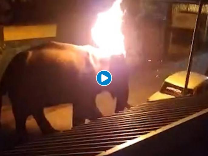 Tamil Nadu, Elephant dies after throwing burying tyre at it & the tyre got stuck on the ear for a much longer time Video  | हृदयद्रावक Video : अन्नाच्या शोधात आलेल्या हत्तीवर फेकला जळता टायर; मुक्या जीवाचा करुण अंत