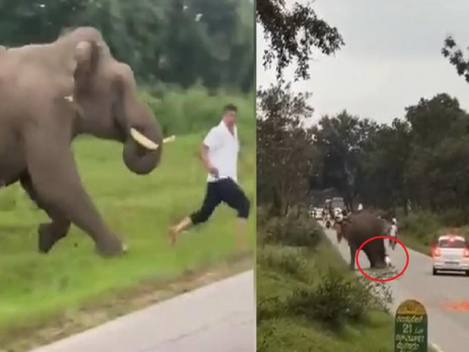 Elephant Video: A young man was crushed under the feet of an elephant while trying to take a picture, watch the shocking video | हत्तीजवळ जाऊन फोटो काढणे भोवले; तरुणाला पायाखाली चिरडले, पाहा धक्कादायक Video...
