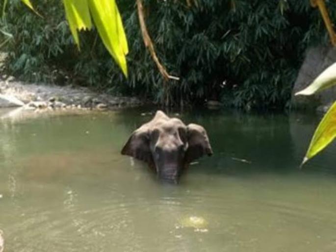 Kerala Elephant Death: Another elephant suspected to have been killed in similar fashion | Kerala Elephant Death: केरळमध्ये आणखी एका हत्तीची हत्या?; फटाक्यांचाच वापर केल्याचा संशय Kerala Elephant Death: Another elephant suspected to have been killed in similar fashion | Kerala Elephant Death: केरळमध्ये आणखी एका हत्तीची हत्या?; फटाक्यांचाच वापर केल्याचा संशय