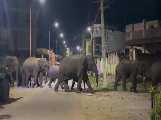 odisha news 13 elephants entered the village at night; locals panicked after seeing the herd, watch VIDEO | रात्री अचानक गावात शिरले १३ हत्ती; कळप पाहून स्थानिकांमध्ये प्रचंड घबराट, पाहा VIDEO odisha news 13 elephants entered the village at night; locals panicked after seeing the herd, watch VIDEO | रात्री अचानक गावात शिरले १३ हत्ती; कळप पाहून स्थानिकांमध्ये प्रचंड घबराट, पाहा VIDEO