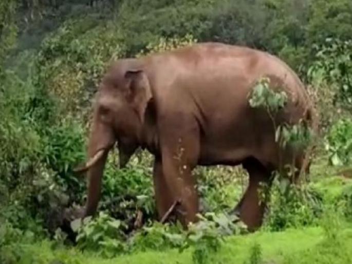 Farmer killed in elephant attack incident in Morle Sindhudurg | हत्तीच्या हल्ल्यात शेतकरी ठार, सिंधुदुर्गातील मोर्ले येथील घटना Farmer killed in elephant attack incident in Morle Sindhudurg | हत्तीच्या हल्ल्यात शेतकरी ठार, सिंधुदुर्गातील मोर्ले येथील घटना