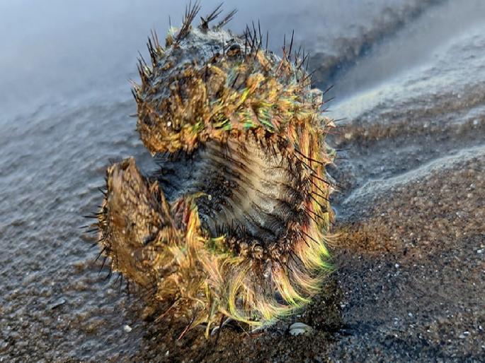 man found mysterious fluorescent green creature on beach, what it was? | एलियन की आणखी काही..? समुद्रकिनारी आढळला विचित्र प्राणी, पाहा फोटो... man found mysterious fluorescent green creature on beach, what it was? | एलियन की आणखी काही..? समुद्रकिनारी आढळला विचित्र प्राणी, पाहा फोटो...